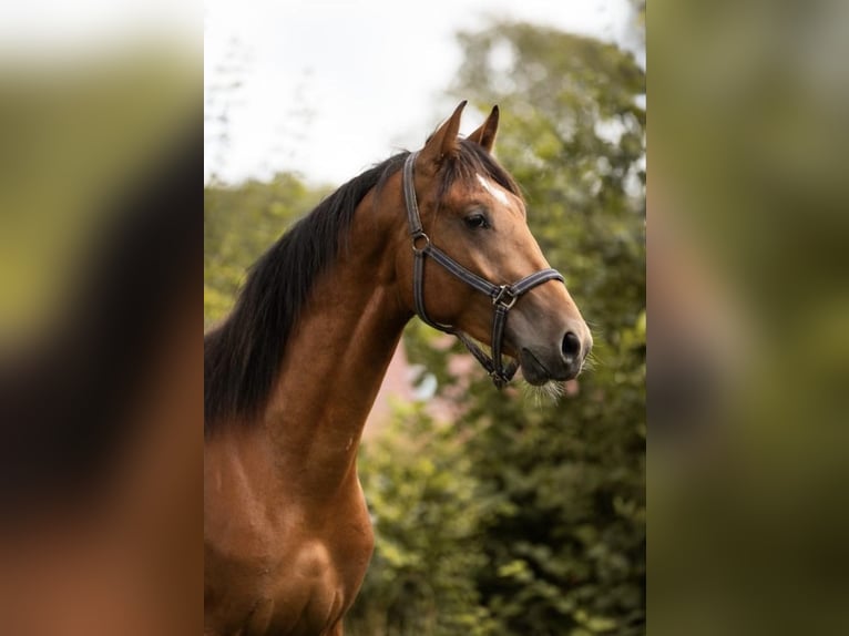 KWPN Wallach 3 Jahre 173 cm Brauner in Putten