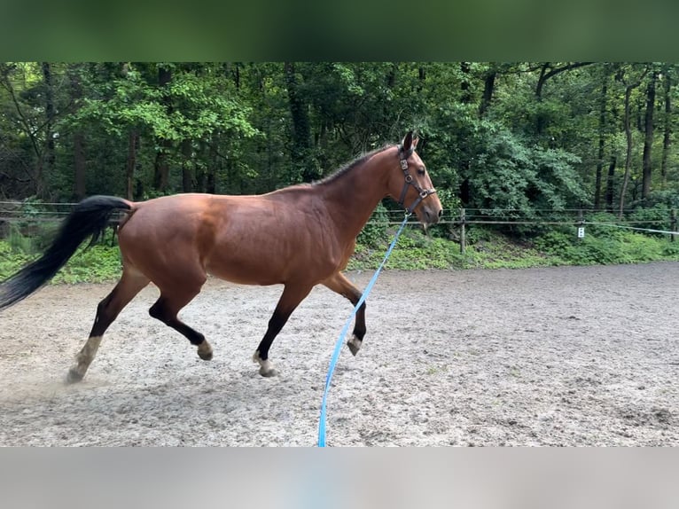 KWPN Wallach 3 Jahre 173 cm Brauner in Putten