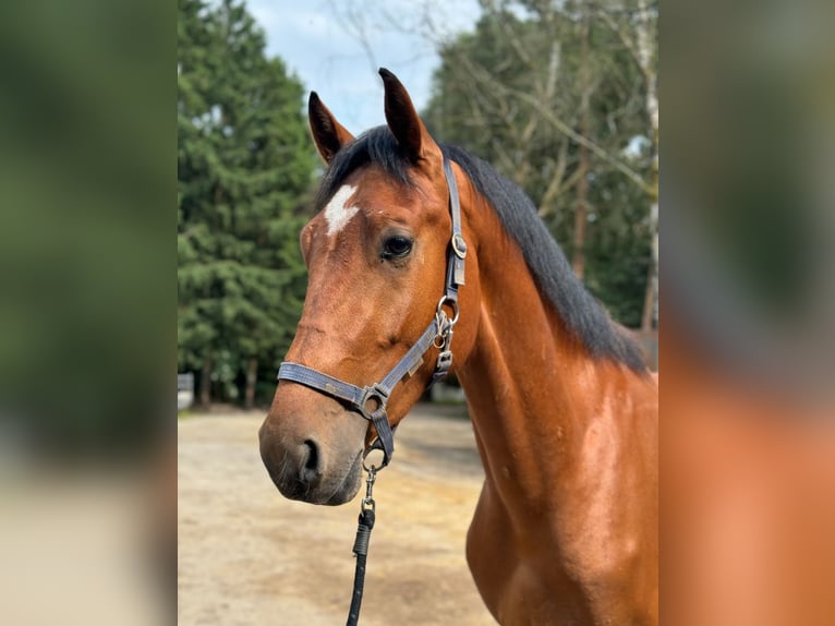 KWPN Wallach 3 Jahre 173 cm Brauner in Putten