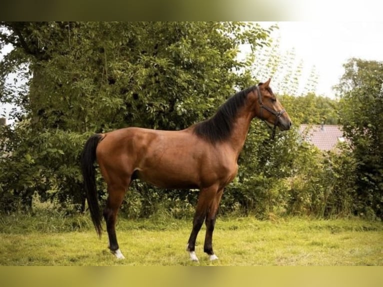 KWPN Wallach 3 Jahre 173 cm Brauner in Putten
