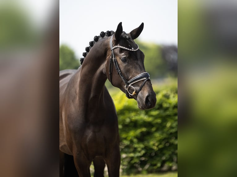 KWPN Wallach 3 Jahre 173 cm Dunkelbrauner in Vledderveen