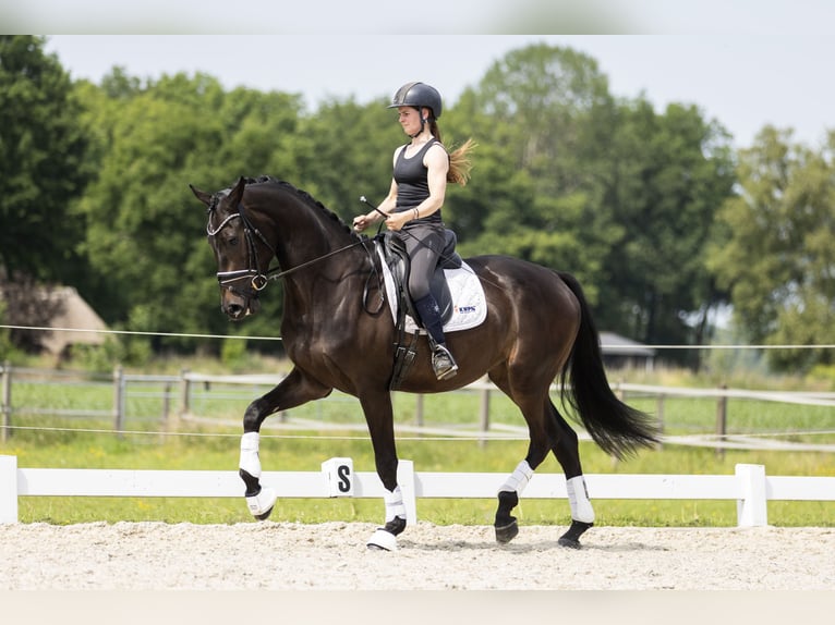 KWPN Wallach 3 Jahre 173 cm Dunkelbrauner in Vledderveen