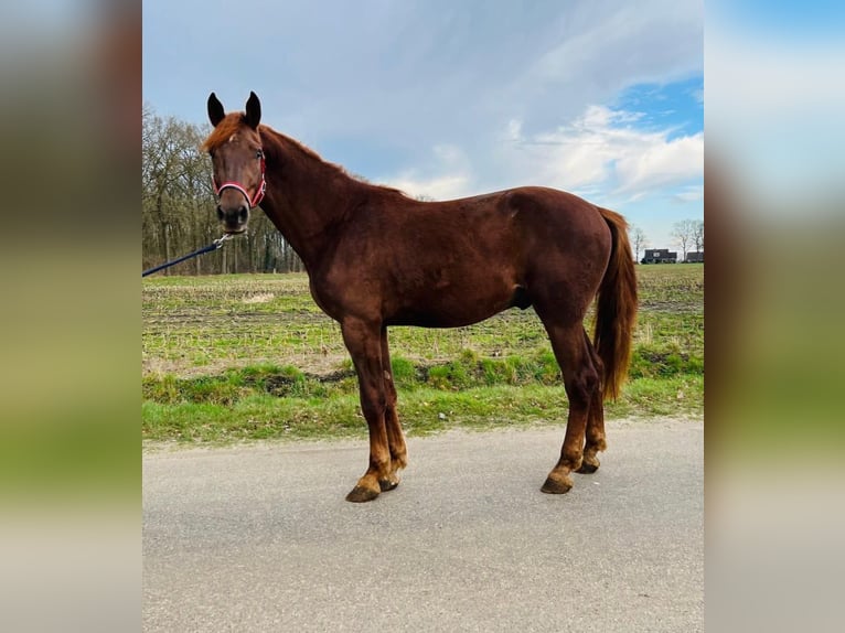 KWPN Wallach 3 Jahre 173 cm Dunkelfuchs in Hoge Hexel