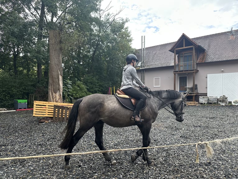 KWPN Wallach 3 Jahre 173 cm Schimmel in Ansbach