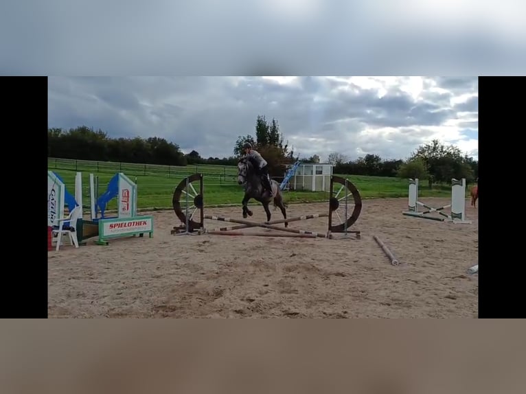 KWPN Wallach 3 Jahre 173 cm Schimmel in Ansbach