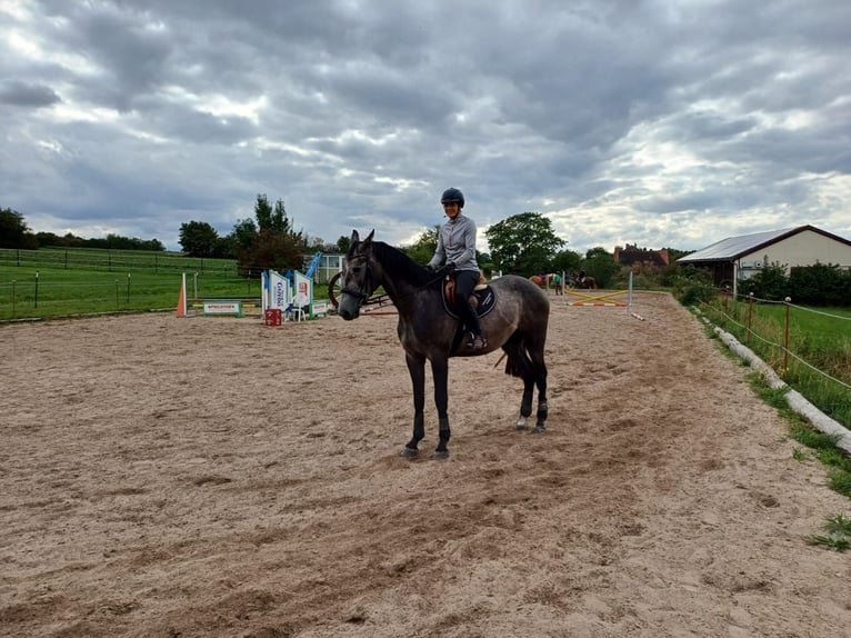 KWPN Wallach 3 Jahre 173 cm Schimmel in Ansbach