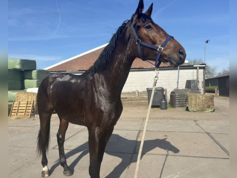 KWPN Wallach 3 Jahre 175 cm Dunkelbrauner in Helmond