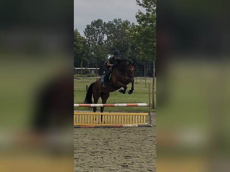 KWPN Wallach 3 Jahre 175 cm Dunkelbrauner in Helmond