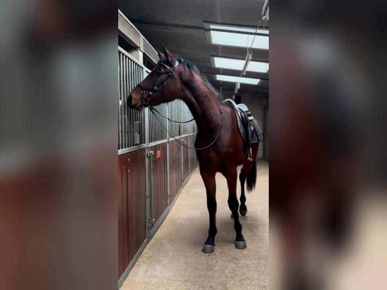 KWPN Wallach 3 Jahre 175 cm Dunkelbrauner in Helmond