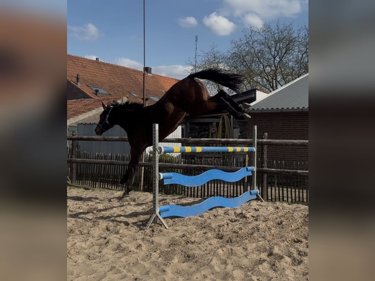 KWPN Wallach 3 Jahre 175 cm Dunkelbrauner in Helmond