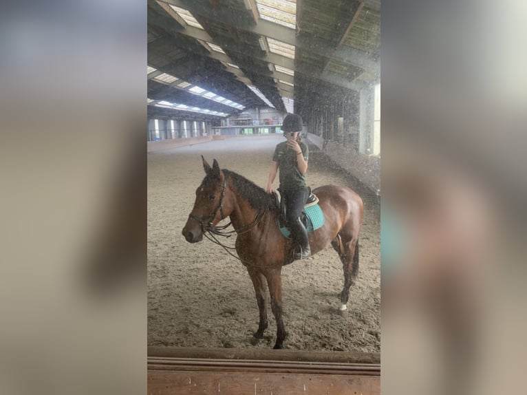 KWPN Wallach 3 Jahre 175 cm Dunkelbrauner in Helmond