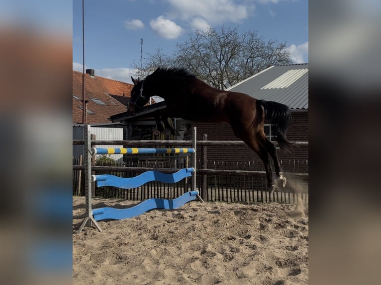 KWPN Wallach 3 Jahre 175 cm Dunkelbrauner in Helmond