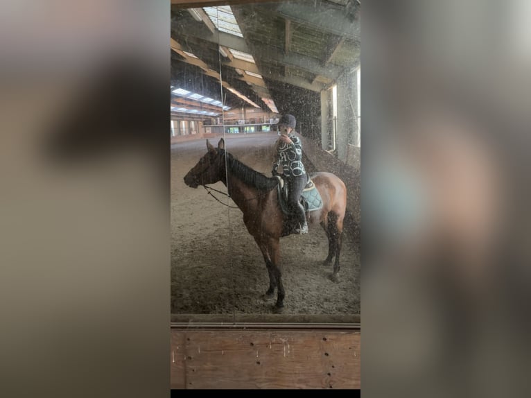KWPN Wallach 3 Jahre 175 cm Dunkelbrauner in Helmond