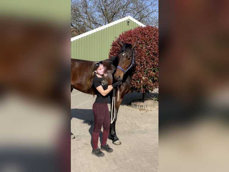 KWPN Wallach 3 Jahre 175 cm Dunkelbrauner in Helmond