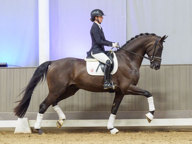 KWPN Wallach 3 Jahre 175 cm Rappe in Mnster-Handorf