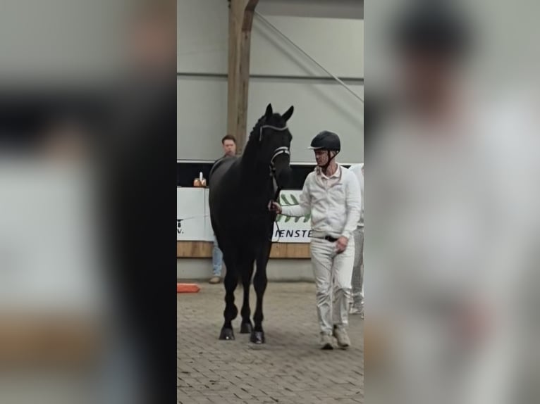 KWPN Wallach 3 Jahre 175 cm Schwarzbrauner in Dwingeloo