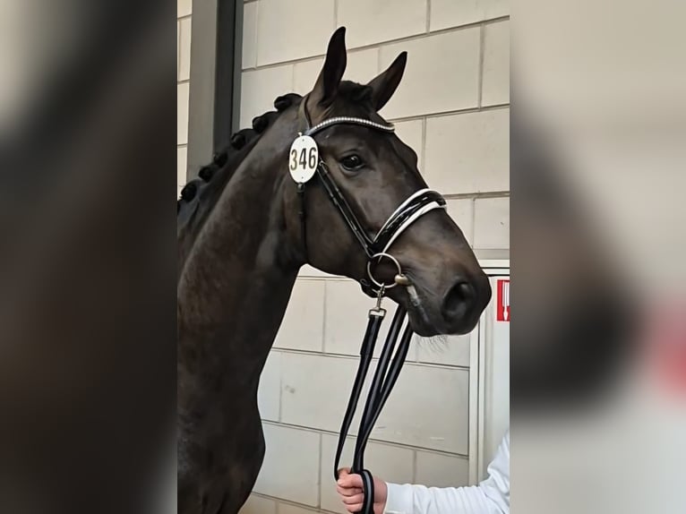 KWPN Wallach 3 Jahre 175 cm Schwarzbrauner in Dwingeloo