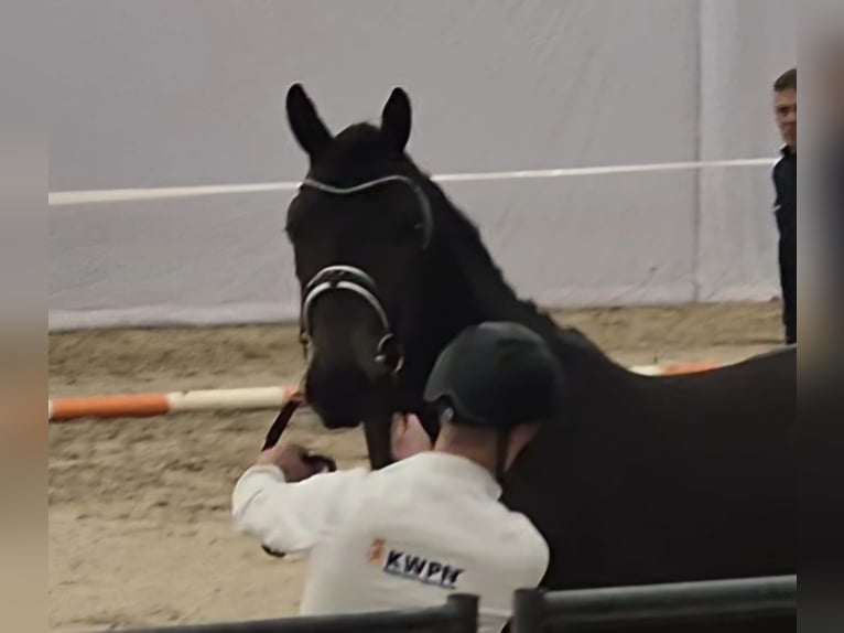 KWPN Wallach 3 Jahre 175 cm Schwarzbrauner in Dwingeloo