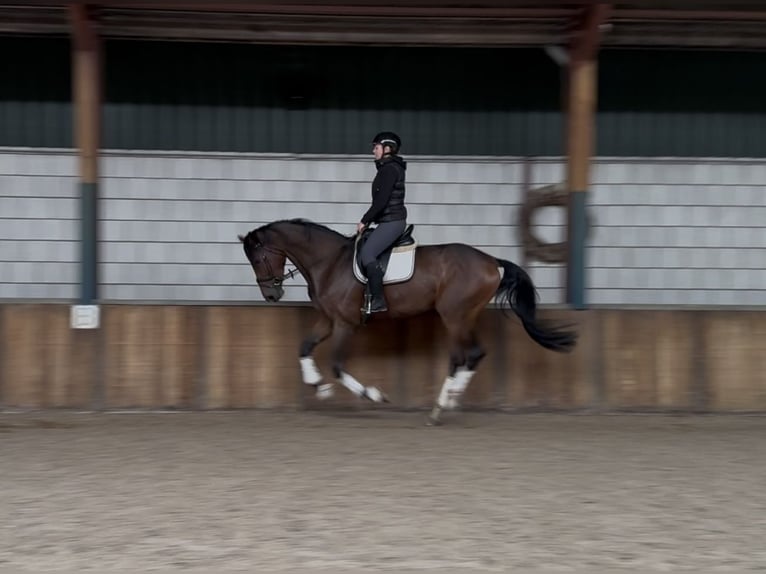 KWPN Wallach 3 Jahre 177 cm Brauner in Oud Gastel