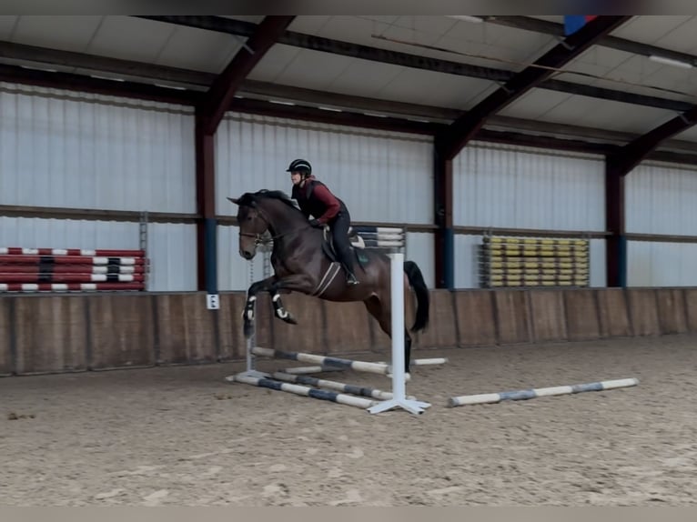 KWPN Wallach 3 Jahre 177 cm Brauner in Oud Gastel