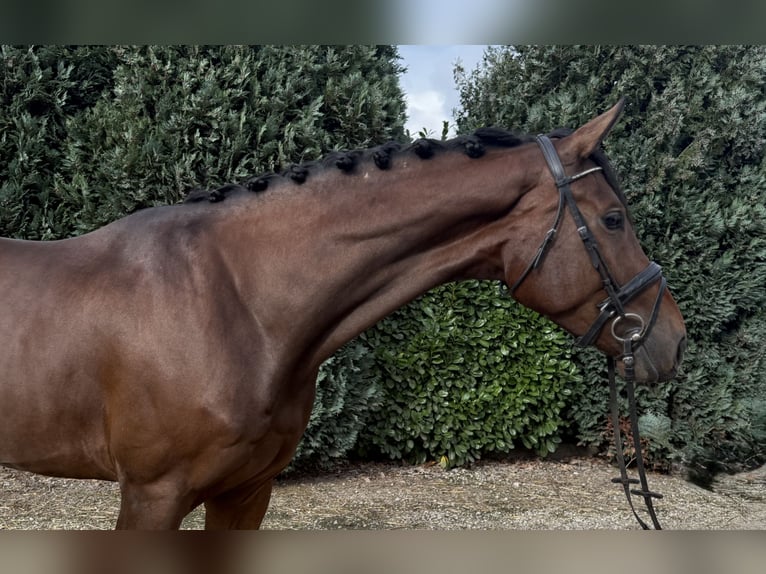 KWPN Wallach 3 Jahre 178 cm Brauner in Oud Gastel KWPN Wallach 3 Jahre 178 cm Brauner in Oud Gastel