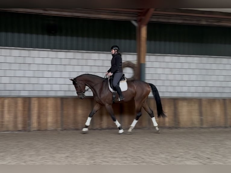 KWPN Wallach 3 Jahre 178 cm Brauner in Oud Gastel KWPN Wallach 3 Jahre 178 cm Brauner in Oud Gastel