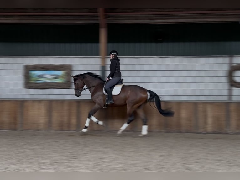 KWPN Wallach 3 Jahre 178 cm Brauner in Oud Gastel KWPN Wallach 3 Jahre 178 cm Brauner in Oud Gastel