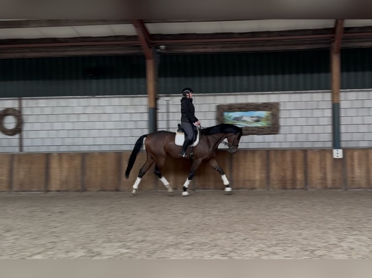 KWPN Wallach 3 Jahre 178 cm Brauner in Oud Gastel KWPN Wallach 3 Jahre 178 cm Brauner in Oud Gastel