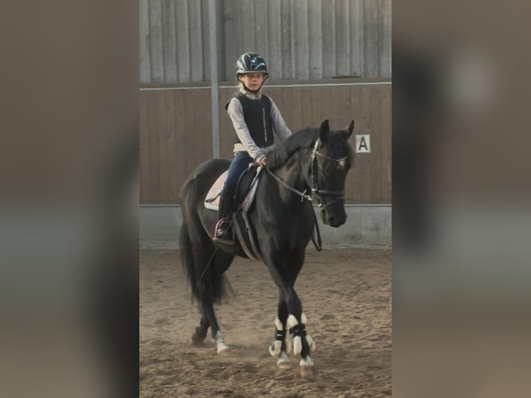 KWPN Wallach 3 Jahre Brauner in Augustinusga