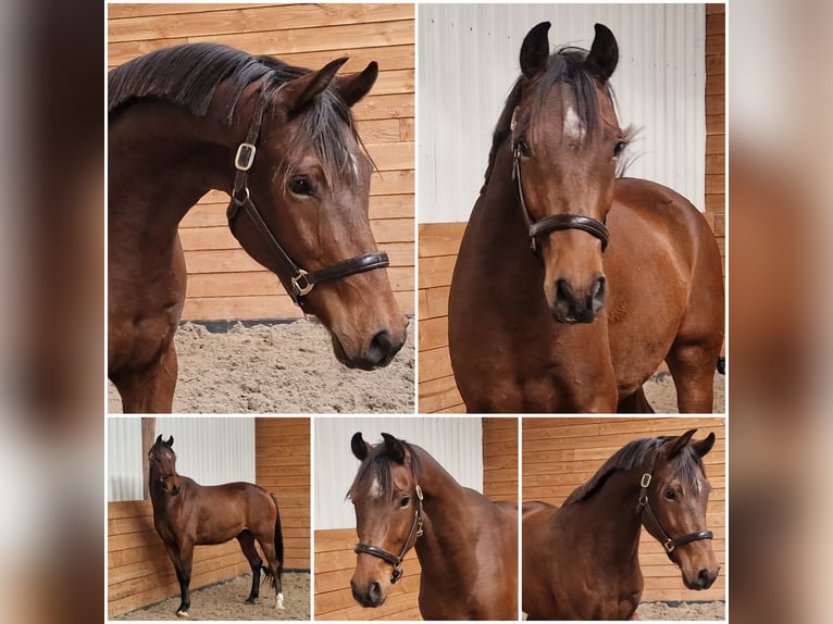 KWPN Wallach 3 Jahre in Den Ham