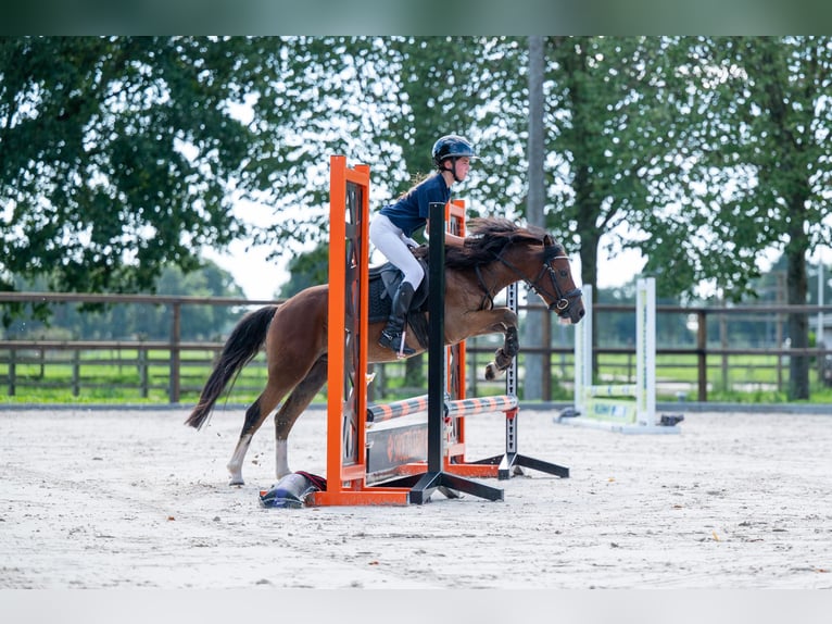 KWPN Wallach 4 Jahre 121 cm Brauner in Kaulille