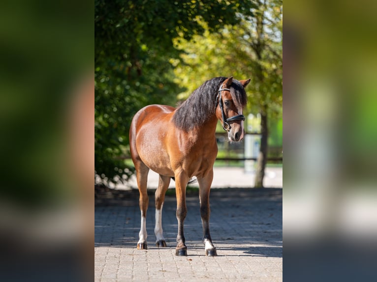 KWPN Wallach 4 Jahre 121 cm Brauner in Kaulille