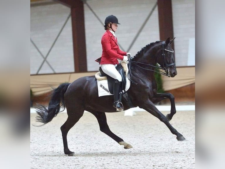 KWPN Wallach 4 Jahre 155 cm Rappe in Venray