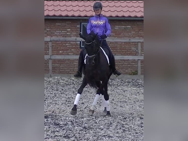KWPN Wallach 4 Jahre 155 cm Rappe in Venray
