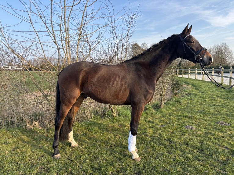 KWPN Wallach 4 Jahre 160 cm Brauner in Lier