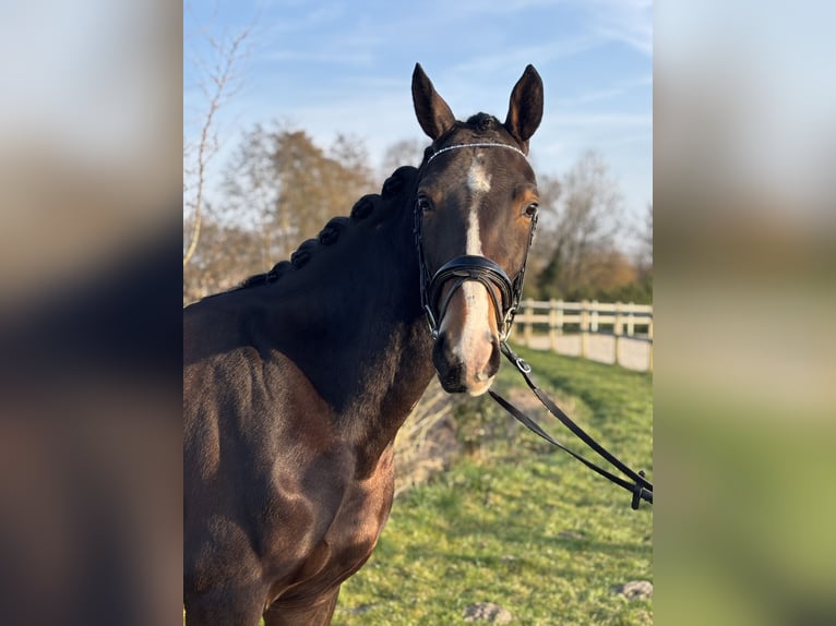 KWPN Wallach 4 Jahre 160 cm Brauner in Lier