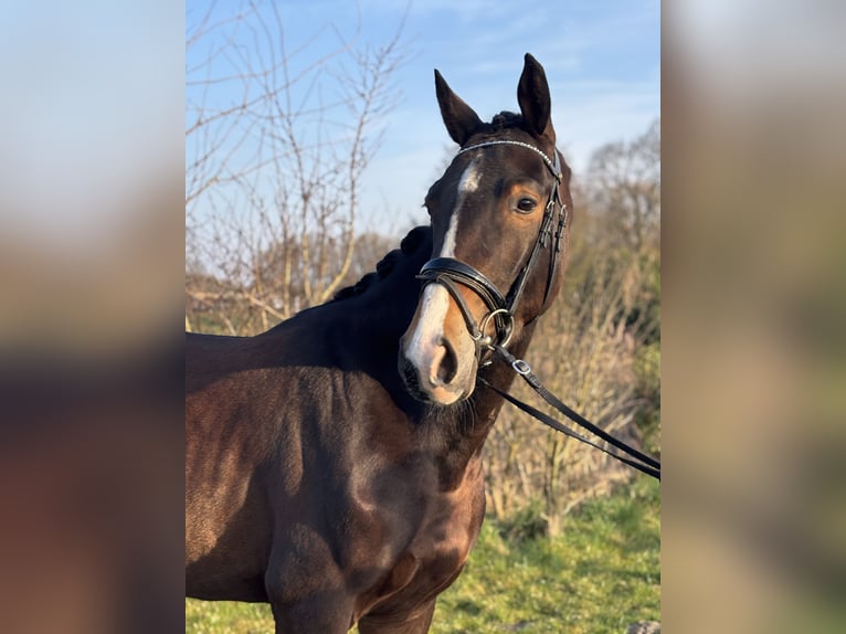 KWPN Wallach 4 Jahre 160 cm Brauner in Lier