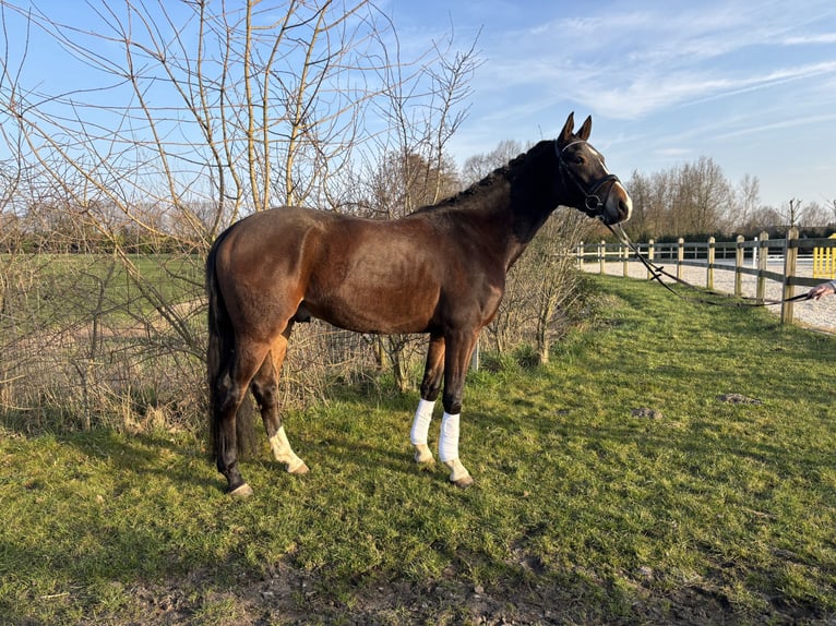 KWPN Wallach 4 Jahre 160 cm Brauner in Lier
