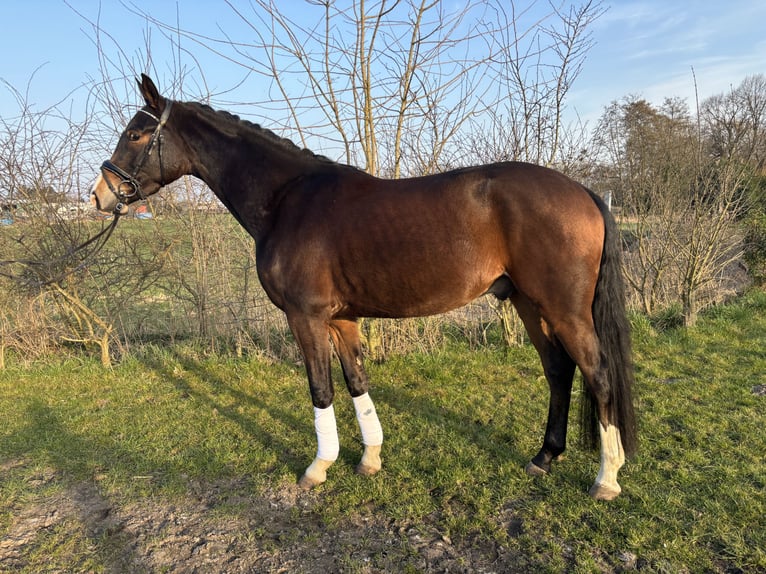 KWPN Wallach 4 Jahre 160 cm Brauner in Lier