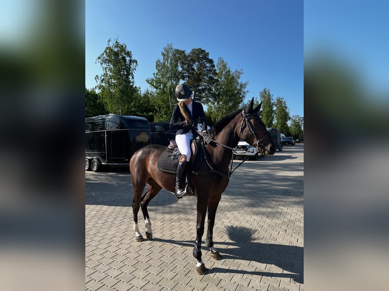 KWPN Wallach 4 Jahre 160 cm Dunkelbrauner in Vilnius