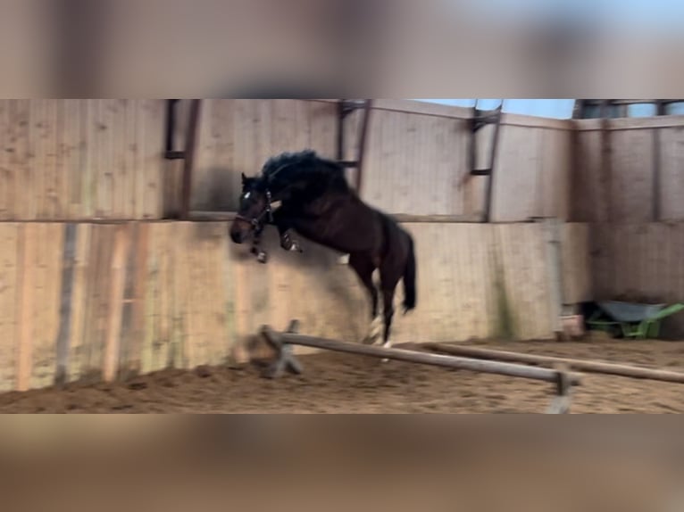 KWPN Wallach 4 Jahre 160 cm Dunkelbrauner in Vilnius