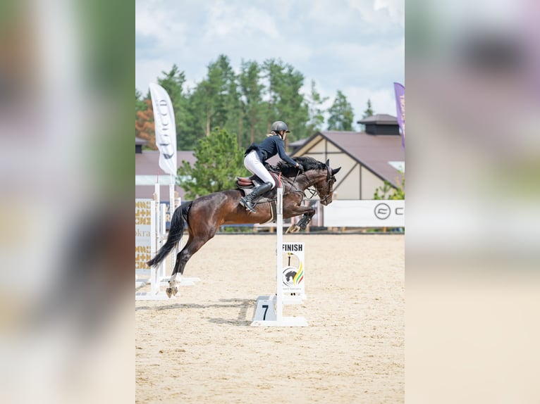 KWPN Wallach 4 Jahre 160 cm Dunkelbrauner in Vilnius