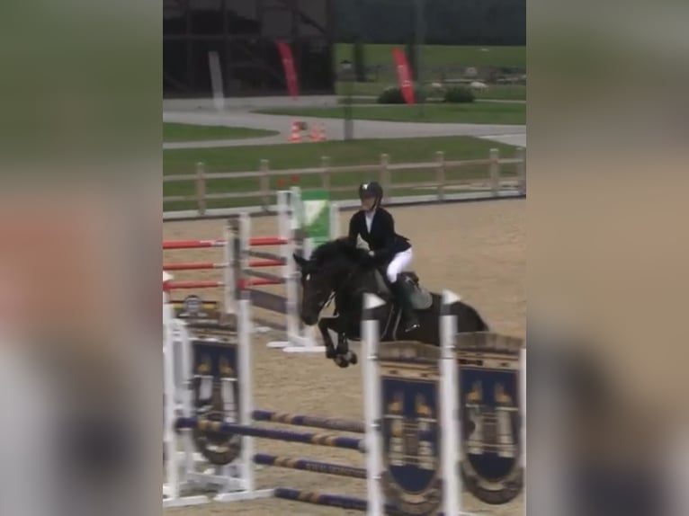 KWPN Wallach 4 Jahre 160 cm Dunkelbrauner in Vilnius