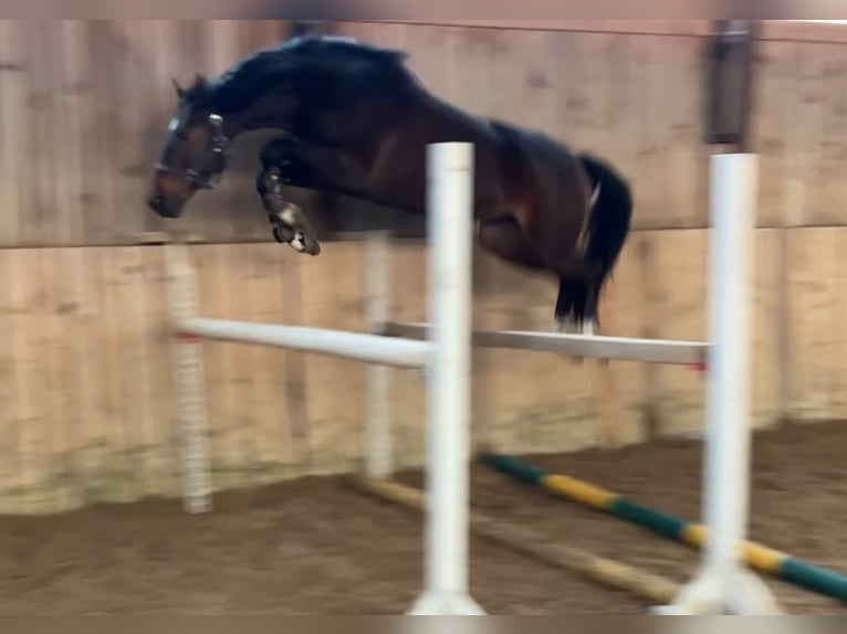 KWPN Wallach 4 Jahre 160 cm Dunkelbrauner in Vilnius