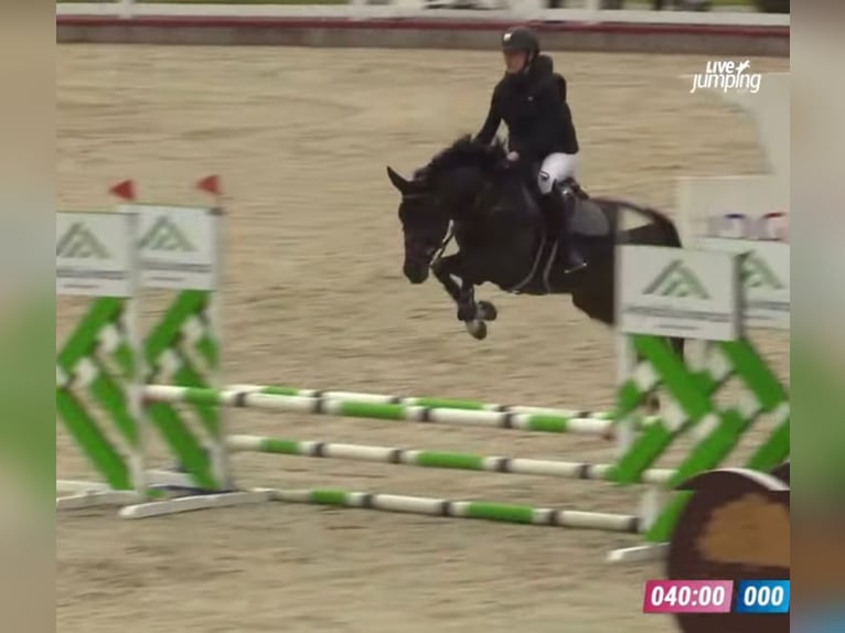 KWPN Wallach 4 Jahre 160 cm Dunkelbrauner in Vilnius