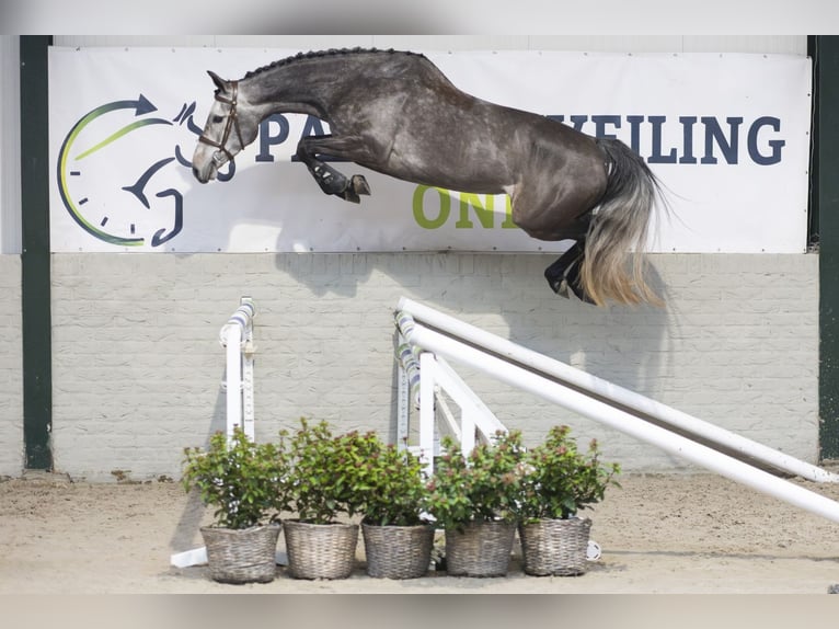 KWPN Wallach 4 Jahre 160 cm Schimmel in Heerde