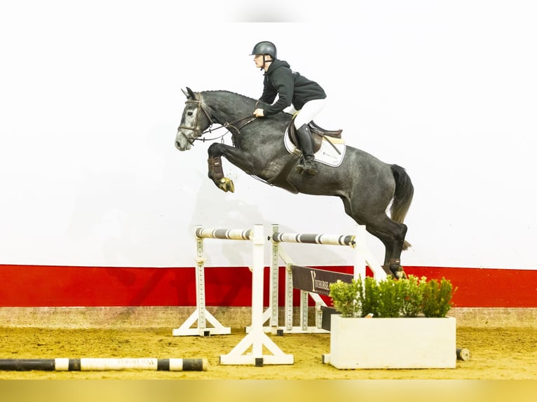 KWPN Wallach 4 Jahre 161 cm Schimmel in Waddinxveen