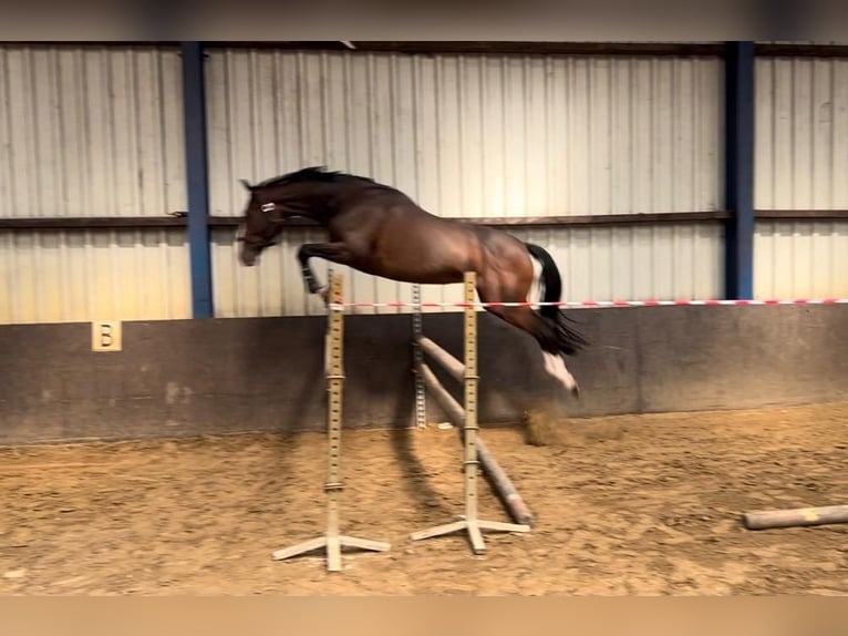 KWPN Wallach 4 Jahre 162 cm Dunkelbrauner in Lunteren