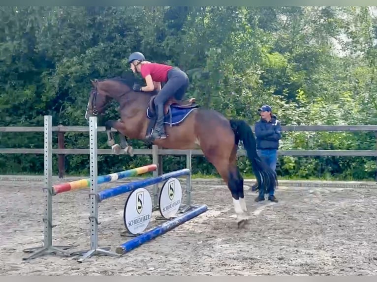 KWPN Wallach 4 Jahre 162 cm Dunkelbrauner in Lunteren