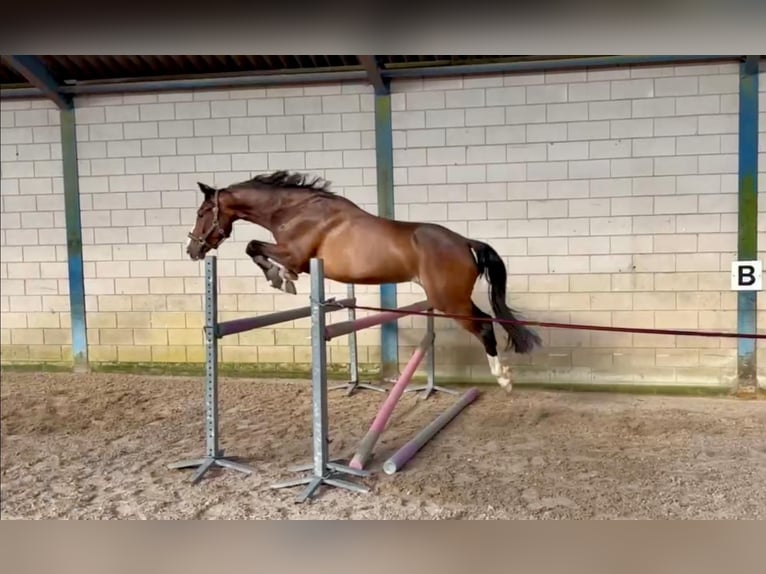 KWPN Wallach 4 Jahre 162 cm Dunkelbrauner in Lunteren